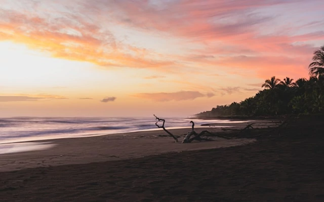 Una rama de árbol en una playa de Tortuguero durante el atardecer. Una rama de árbol en una playa de Tortuguero durante el atardecer.