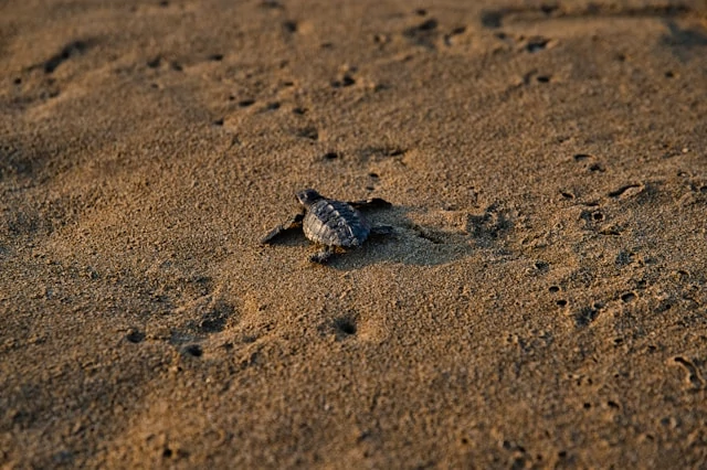 Una pequeña tortuga marina en una playa mirando hacia el océano. Una pequeña tortuga marina en una playa mirando hacia el océano.