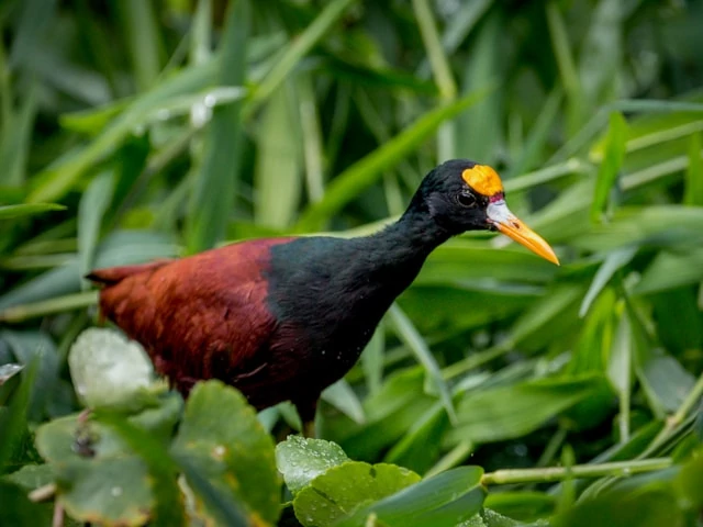 Un pájaro acuático negro y rojo sobre plantas verdes. Un pájaro acuático negro y rojo sobre plantas verdes.