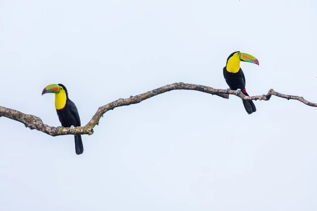 Dos tucanes negros y amarillos posados en la rama de un árbol. Dos tucanes negros y amarillos posados en la rama de un árbol.
