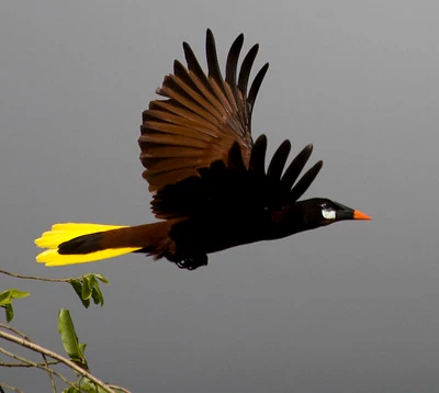 Una oropéndola negra de Montezuma volando en el aire Una oropéndola negra de Montezuma volando en el aire