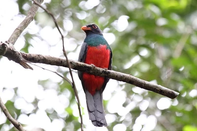 Un colorido trogón posado en una rama Un colorido trogón posado en una rama