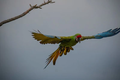 Un gran guacamayo verde volando hacia una rama. Un gran guacamayo verde volando hacia una rama.
