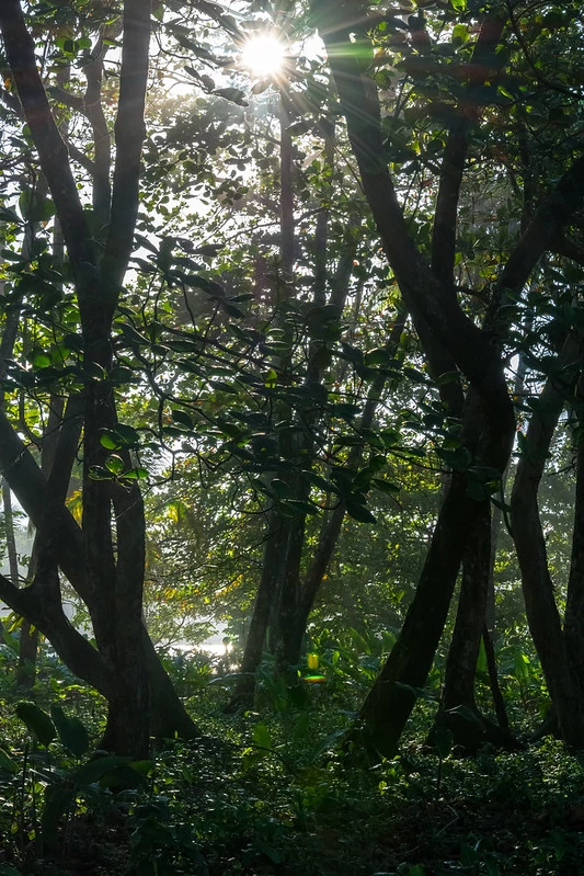 Los grandes árboles de la selva crean sombra. Los grandes árboles de la selva crean sombra.
