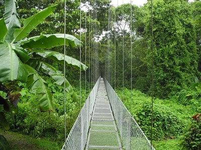 Un puente colgante rodeado de una densa jungla verde. Un puente colgante rodeado de una densa jungla verde.