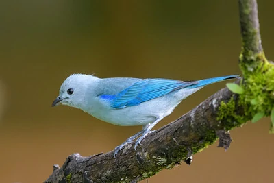 Un pajarito azul posado en una rama de árbol cubierta de musgo Un pajarito azul posado en una rama de árbol cubierta de musgo