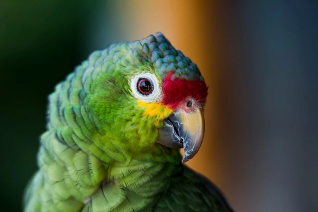 A colorful feathered parrot curiously staring into the camera with turned head and a reflection of the surroundings in her eye A colorful feathered parrot curiously staring into the camera with turned head and a reflection of the surroundings in her eye