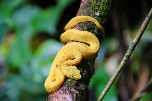 Una pequeña víbora amarilla en una rama de árbol cubierta de musgo.