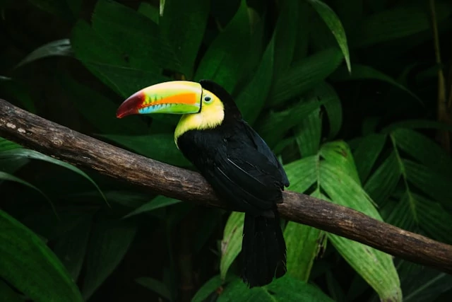 Tucán negro y amarillo con un pico colorido posado en una rama con hojas verdes detrás