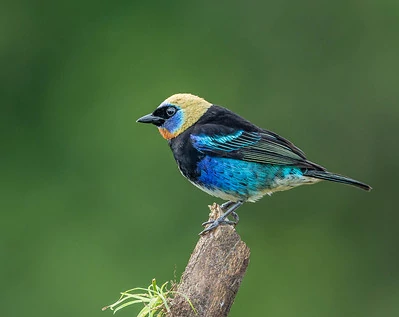 Un pájaro colorido negro y azul posado en la rama de un árbol. Un pájaro colorido negro y azul posado en la rama de un árbol.