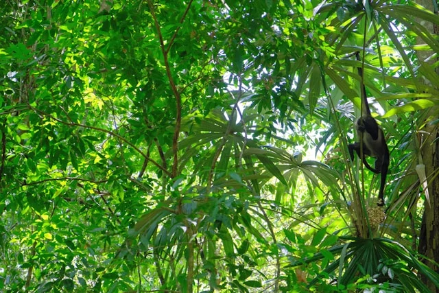 A monkey hanging from a green tree in the jungle A monkey hanging from a green tree in the jungle
