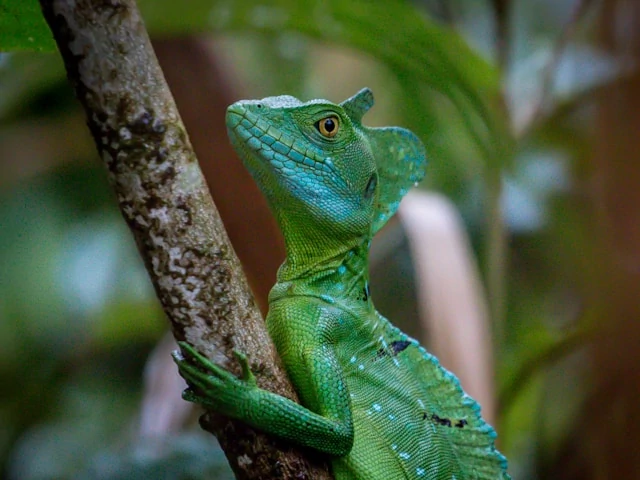 A green lizard on a brown tree branch A green lizard on a brown tree branch