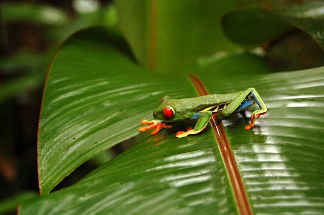 Rana verde con un ojo rojo caminando sobre una hoja verde Rana verde con un ojo rojo caminando sobre una hoja verde