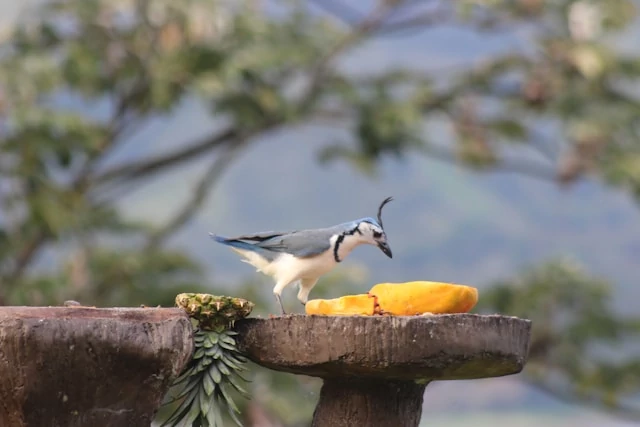 Pájaro negro, blanco y azul sobre un tronco de madera comiendo una fruta naranja Pájaro negro, blanco y azul sobre un tronco de madera comiendo una fruta naranja