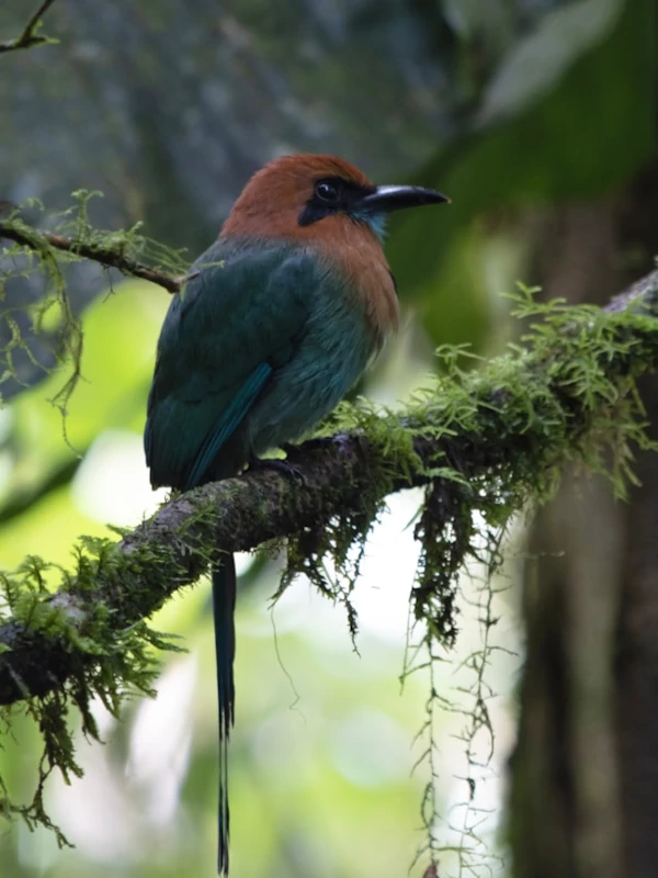Un pájaro posado en una rama de árbol cubierta de musgo.
