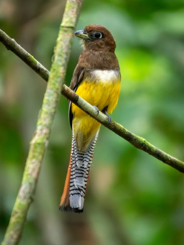 Un pequeño pájaro posado en una rama en el exuberante bosque de Costa Rica. Un pequeño pájaro posado en una rama en el exuberante bosque de Costa Rica.