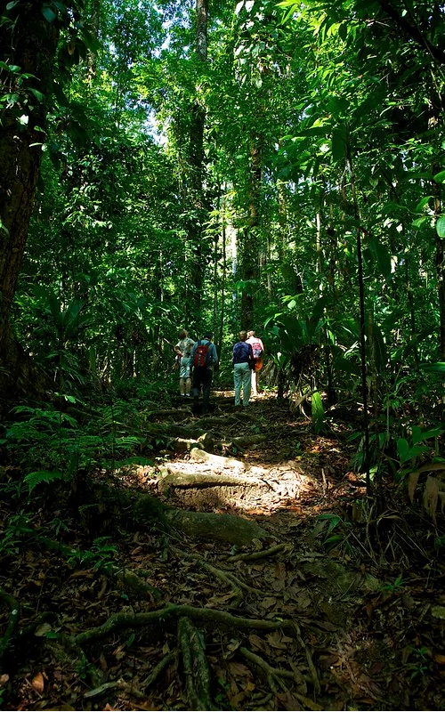 Ruta de senderismo en medio de la selva tropical Ruta de senderismo en medio de la selva tropical