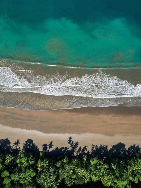 Una vista aérea revela el dramático contraste entre las espumosas olas blancas del océano, una playa de arena bañada por el sol y las densas sombras de las palmeras que bordean un exuberante bosque tropical. Una vista aérea revela el dramático contraste entre las espumosas olas blancas del océano, una playa de arena bañada por el sol y las densas sombras de las palmeras que bordean un exuberante bosque tropical.