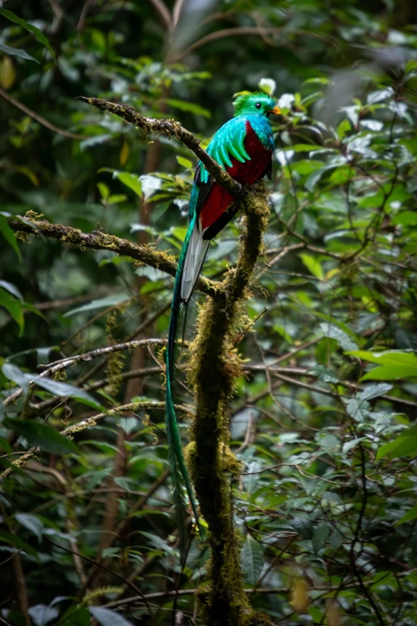 A resplendent quetzal is perched on a moss-covered branch deep within a tropical rainforest. A resplendent quetzal is perched on a moss-covered branch deep within a tropical rainforest.