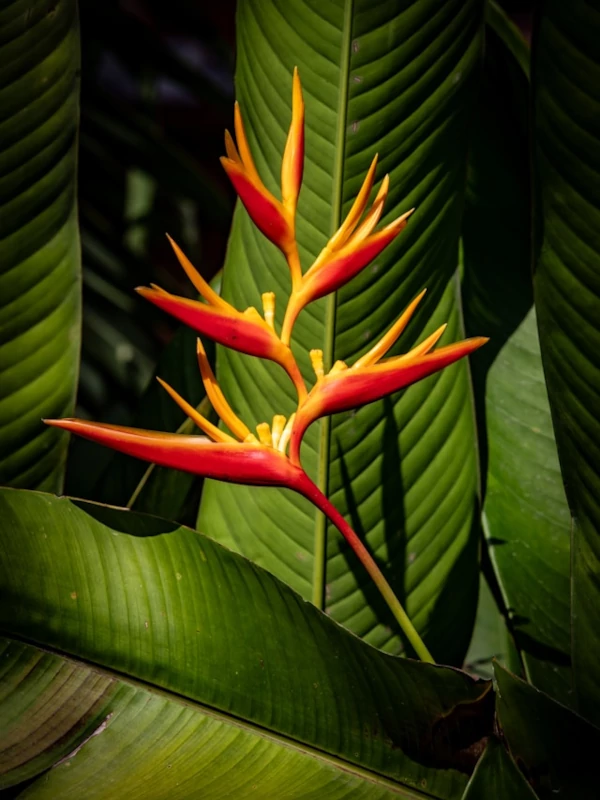Una flor roja y amarilla rodeada de hojas verdes. Una flor roja y amarilla rodeada de hojas verdes.