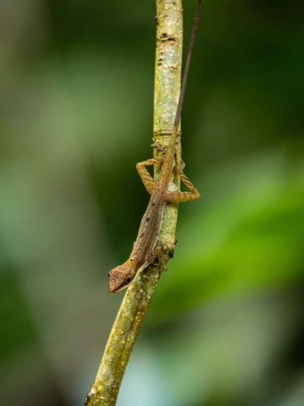 Un lagarto anole marrón se aferra a la rama vertical de un árbol, integrándose a su entorno natural. Un lagarto anole marrón se aferra a la rama vertical de un árbol, integrándose a su entorno natural.
