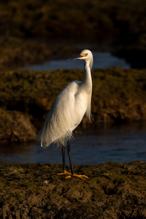 Una garceta se encuentra en una costa rocosa cerca del agua, mostrando su plumaje blanco y sus características patas amarillas. Una garceta se encuentra en una costa rocosa cerca del agua, mostrando su plumaje blanco y sus características patas amarillas.