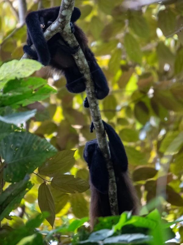 Una pareja de monos negros colgando de la rama de un árbol. Una pareja de monos negros colgando de la rama de un árbol.
