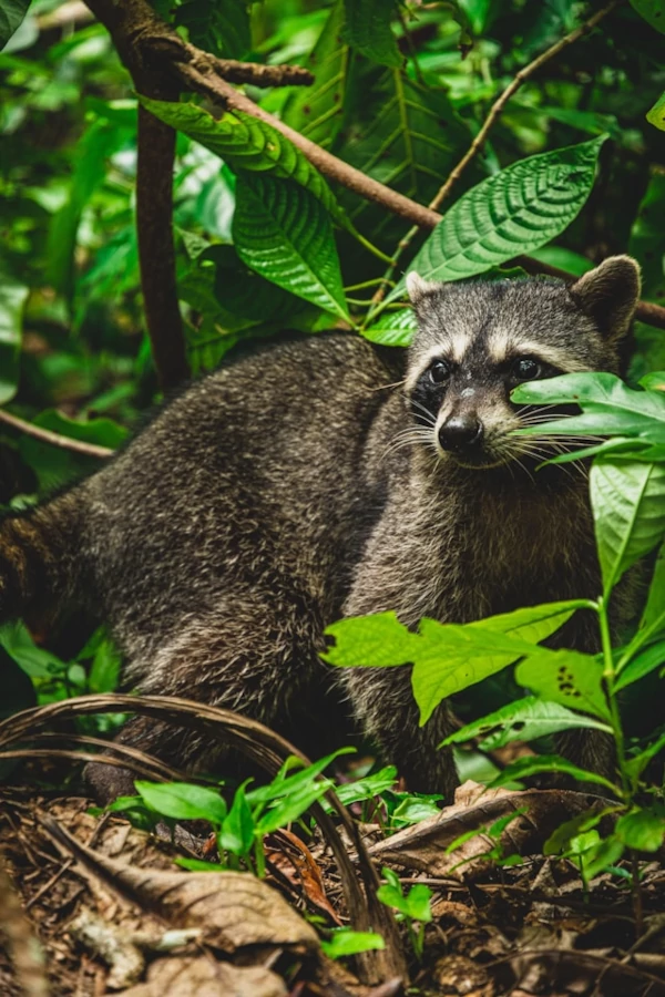 Un mapache parado entre las hojas verdes de un bosque. Un mapache parado entre las hojas verdes de un bosque.