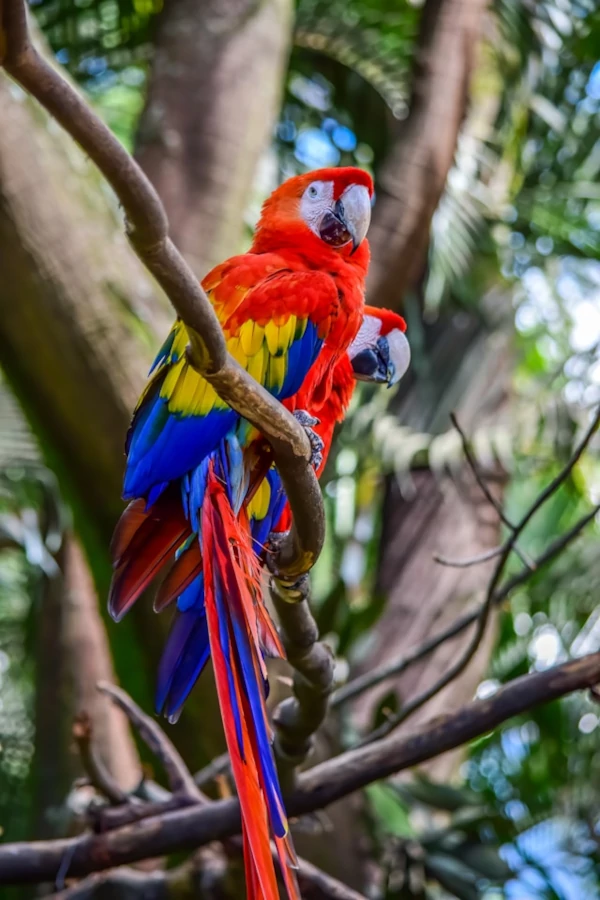 A couple of scarlet macaws perched on a branch A couple of scarlet macaws perched on a branch