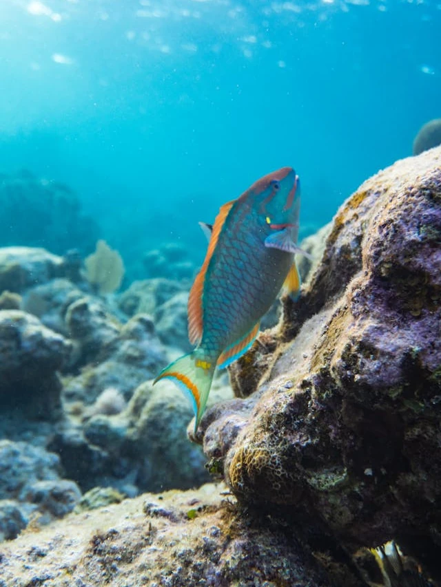 A colorful fish swimming up among the corals