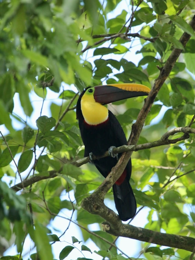 A colorful toucan hidden among the branches and green leaves of a tree