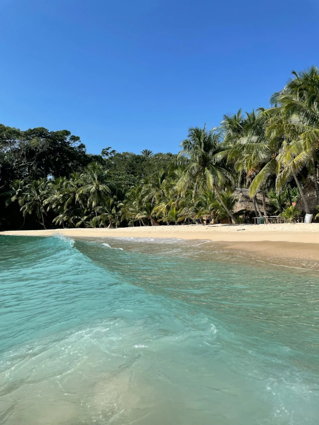 Picture from the turquoise waters of the caribbean with palm trees between the beach and the rainforest