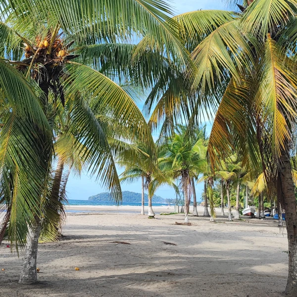 The main beach of Tela framed by its iconic palm trees and the extensive beach at the background