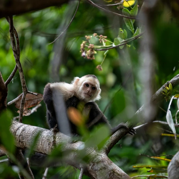 Capuchin monkey sitting on a tree branch and surrounded by green leaves