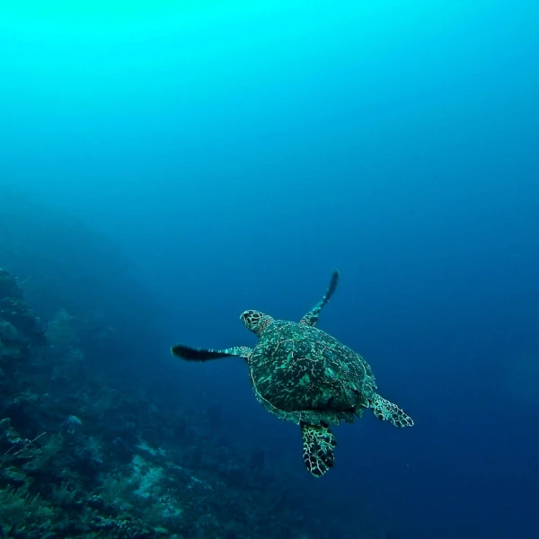 Sea turtle swimming on the sea floor, with very blue water