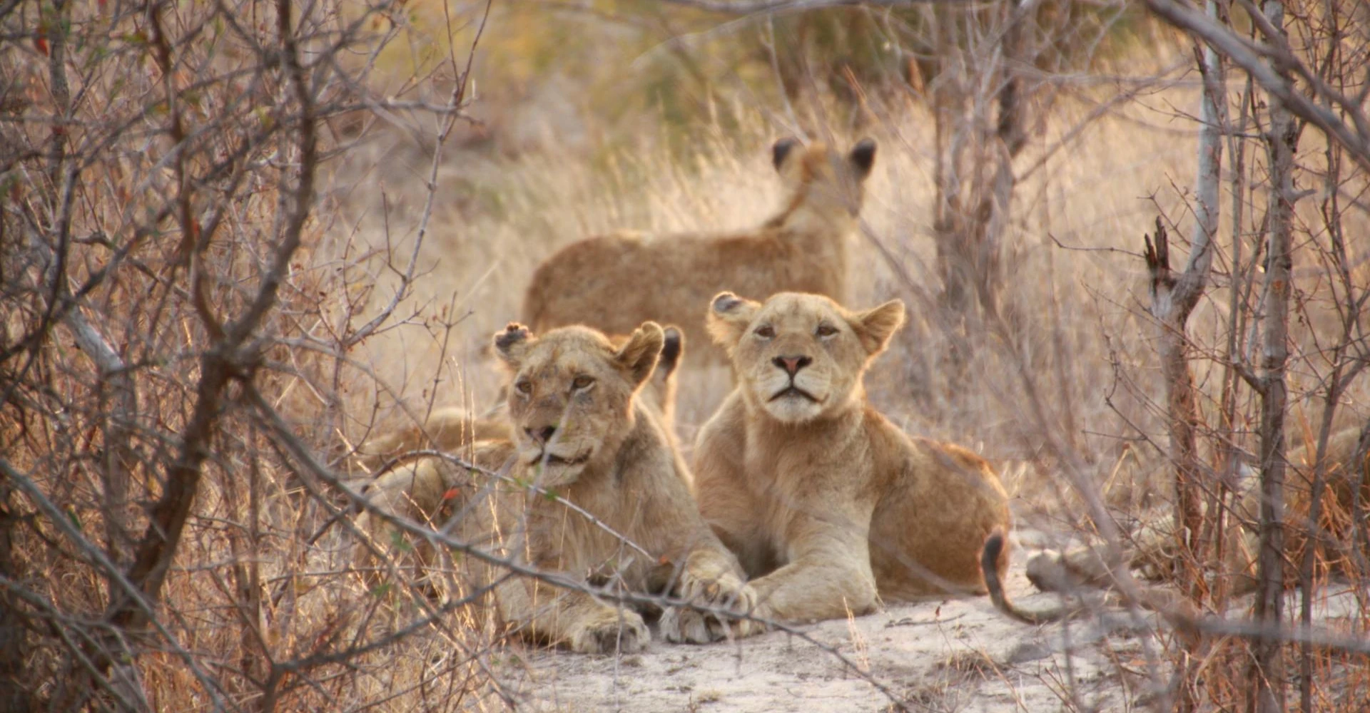 A group of lionesses resting in the dry Kruger bush
