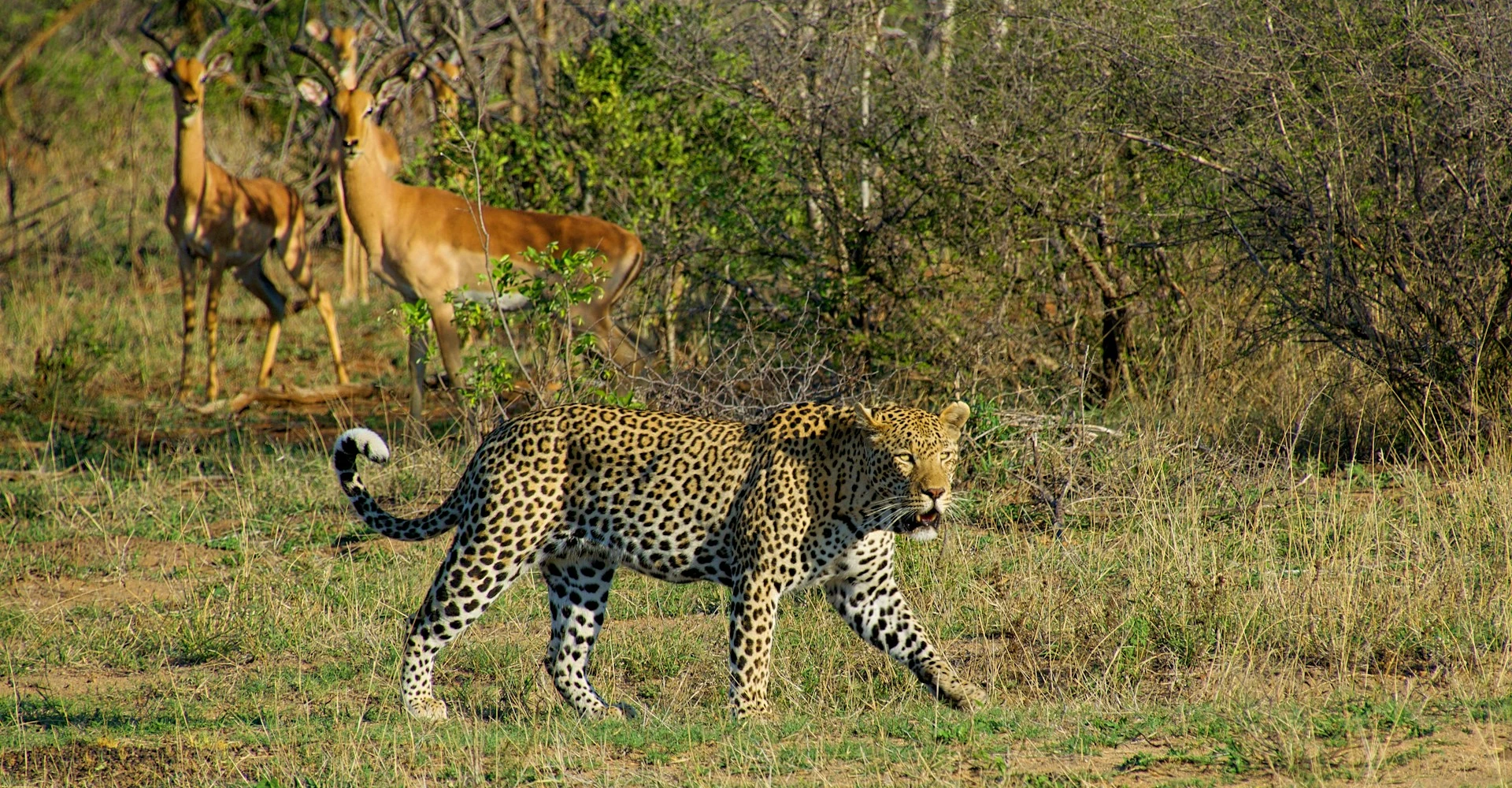 A leopard walking while impalas watch carefully nearby