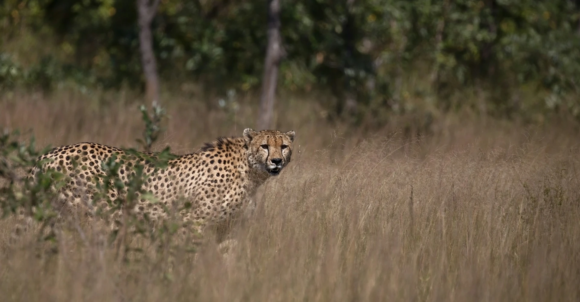 A camouflaged cheetah moving through tall golden grass
