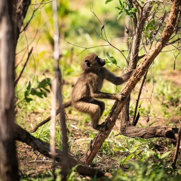 A baby baboon climbing up a tree branch