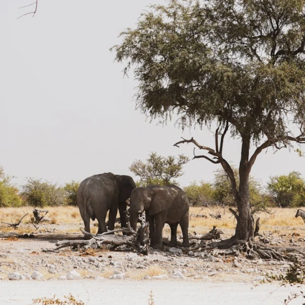 Two elephants standing in the shade of a large tree