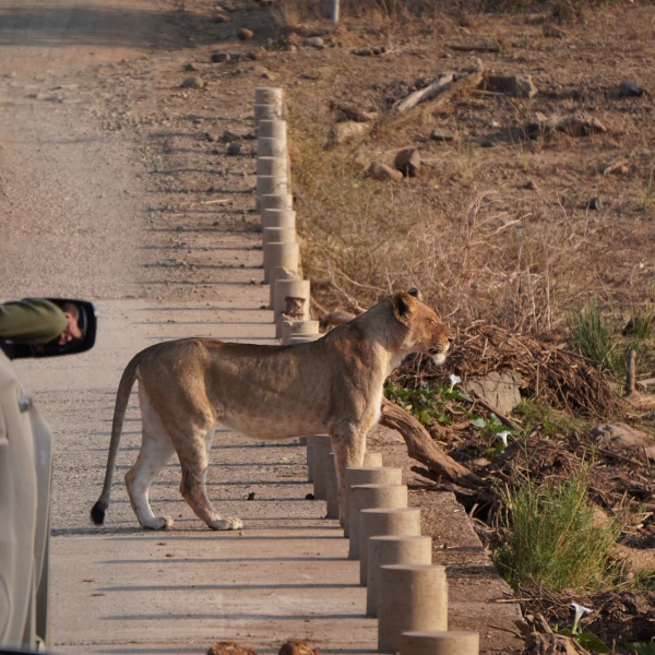 A lioness observing the river from a low bridge