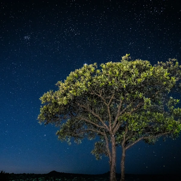 Starry night sky with a large tree silhouetted in the center