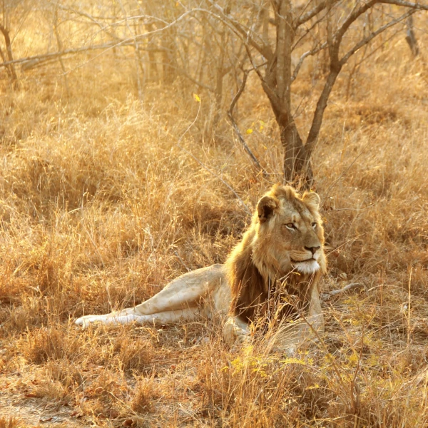 A young male lion resting in golden grass