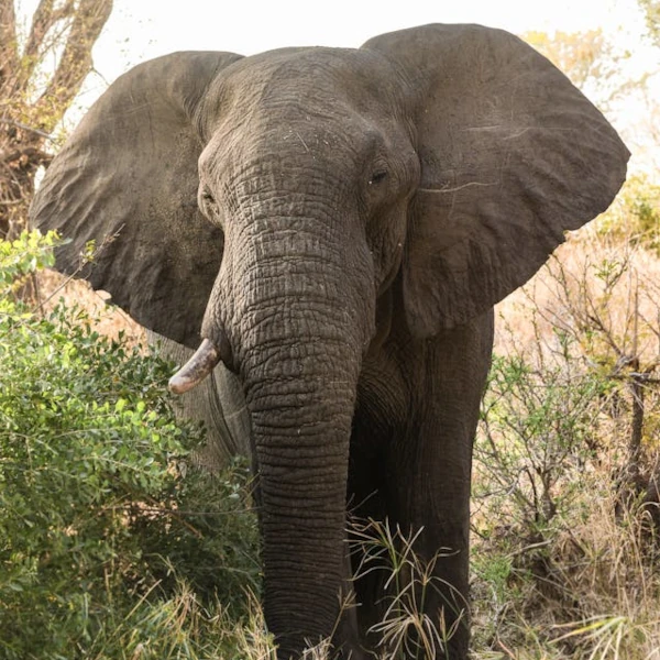 Close-up portrait of an African elephant
