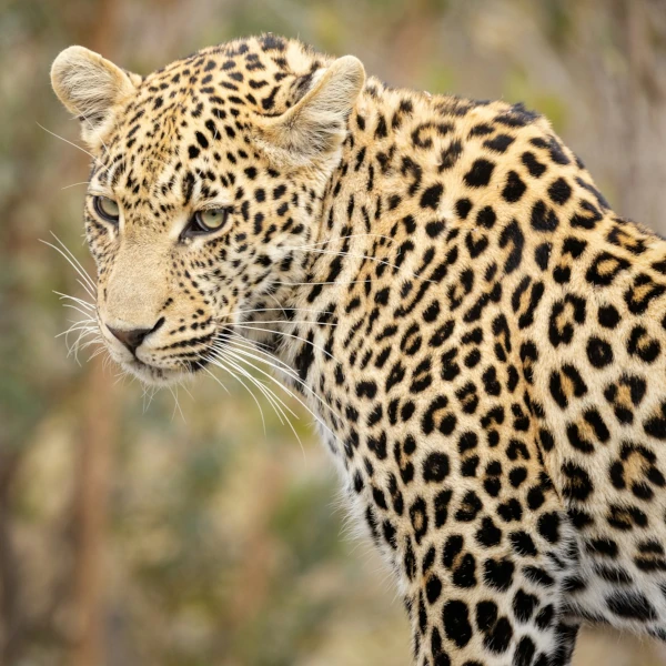Close-up portrait of a leopard