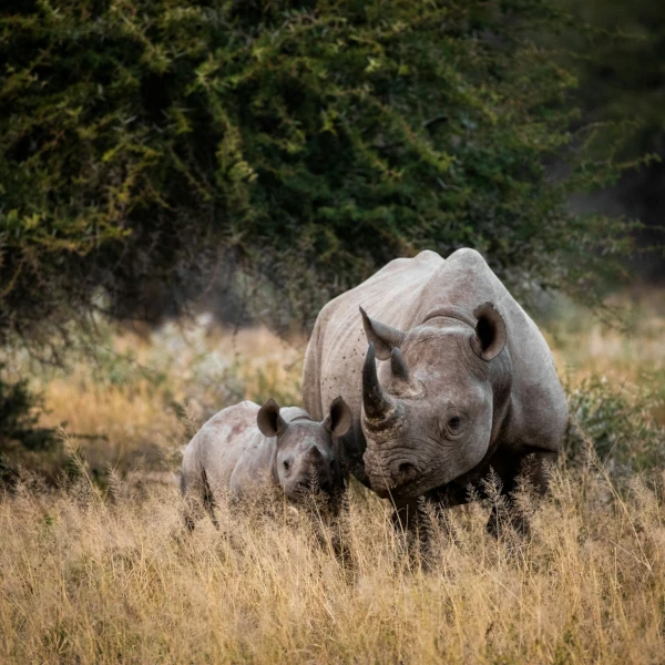 A rhino with its calf grazing in the savannah