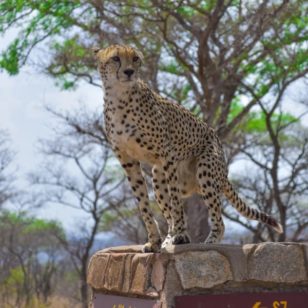 A cheetah standing tall on an elevated platform