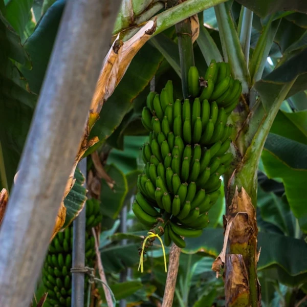 A crop of bananas still green and hanging from the plant