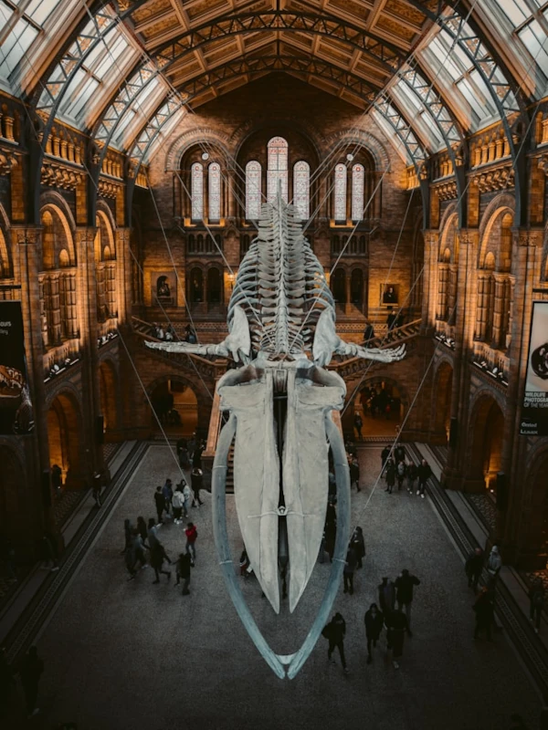A skeleton of a Blue Whale hanging from the Natural History Museum in London