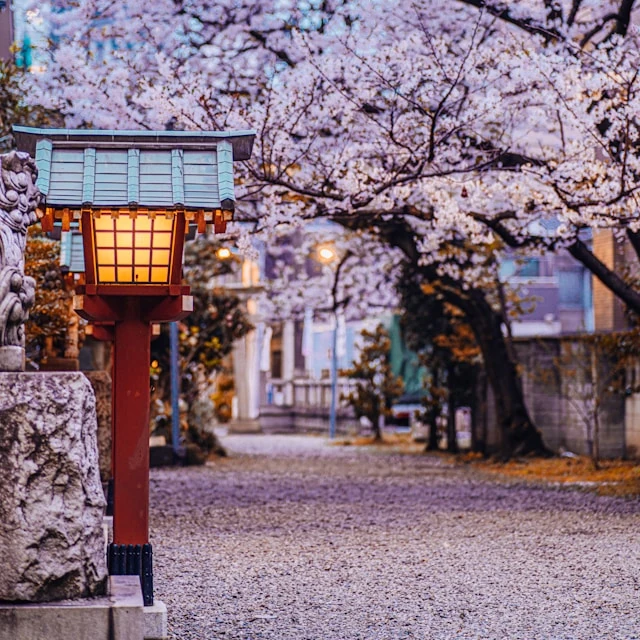 Una lámpara roja en un parque lleno de cerezos en flor en Japón.